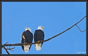 Grant Narrows Regional Park, Pitt Meadows - Bald Eagles.jpg