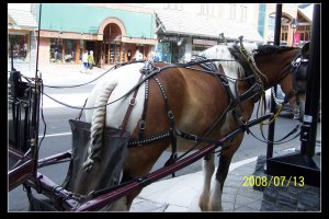 banff carriage.jpg