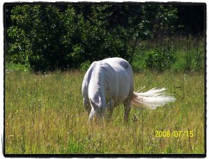 clearwater black horse 5.jpg