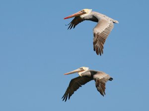 Brown_Pelicans_in_Flight_Carmel_California_PT9bJJYCgs8M.jpg