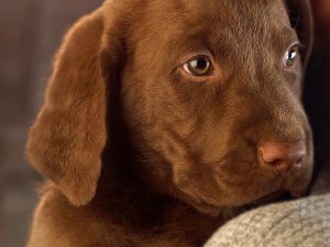 Chocolate_Lab_Puppy_RrygXs6fjtar.jpg