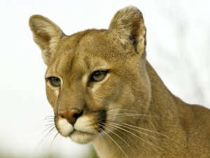 Profile_of_a_Cougar_Montana_T5LS9sE2unZI.jpg