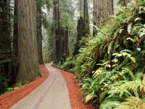 Redwood_National_Park_California_7YS0uh5jJZHr.jpg