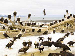 Resting_Bald_Eagles_Kachemak_Bay_Kenai_Peninsula_Alaska_p2qcGwN5GbF5.jpg