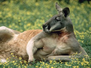 Red_Kangaroo_Australia_DyOYOefWbw5w.jpg