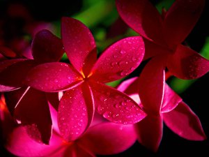 Red_Plumeria_HrlKmODhDhrm.jpg