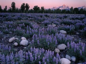 Sunrise_Glow_on_a_Field_of_Lupine_and_the_Teton_Range_Wyoming.jpg