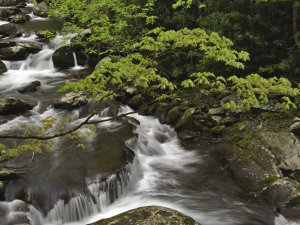 Stream_Great_Smoky_Mountains_National_Park_Tennessee_cP6sqfu71ucz.jpg