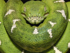 Emerald_Tree_Boa_Amazon_Equador.jpg