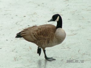 冰上芭蕾。缩起一只脚，她是怕冷吗？.jpg