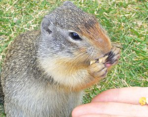 marmot.jpg