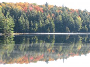 三层颜色的树木+雾气+倒影-Algonquin Park.jpg