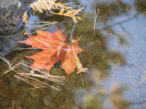 落叶-Algonquin Park.jpg