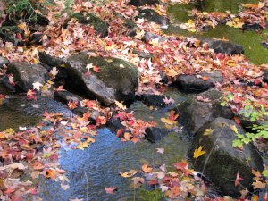 溪水中的飘零落叶-Algonquin Park.jpg