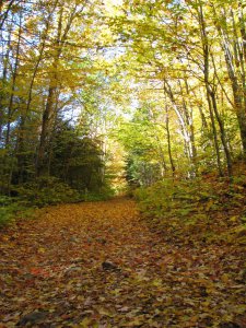 宁静的小路-Algonquin Park.jpg