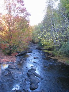 During Track and Tower Trail-Algonquin Park.jpg