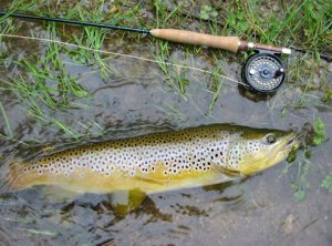 Big Credit River Brown Trout.jpg