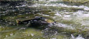 Salmon Runing in Credit River.jpg