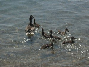 安大略湖的鸭子家庭.jpg