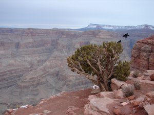 Grandcanyon 037.jpg