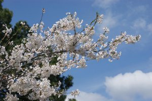 Cherry Blossom in Sky.jpg