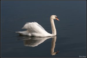 Swan1.jpg