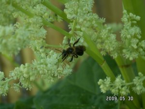 在“花菜”上忙着采蜜的蜜蜂.JPG