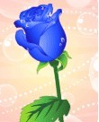 蓝色玫瑰.jpg