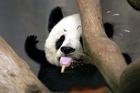 熊猫吃冰棒.jpg