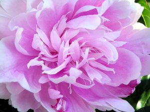 800px-Peony_closeup.jpg