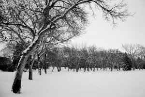 雪景压缩2.JPG