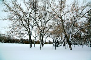 雪景压缩3.JPG