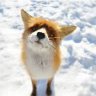 winterfox