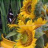 2010sunflower