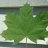 Maple leaves